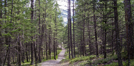 Banff